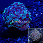 LiveAquaria® Cultured Hammer Coral (click for more detail)
