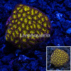 LiveAquaria® Cultured Orange Eye Leptastrea Coral (click for more detail)