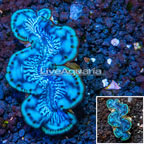 Maxima Clam (click for more detail)