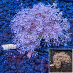 Xenia Coral Indonesia (click for more detail)