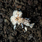 Harlequin Shrimp, Male (click for more detail)