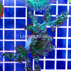 USA Cultured Neon Pineapple Tree Coral (click for more detail)
