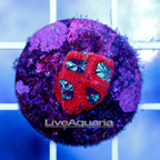 USA Cultured Cherry Berry Favia Brain Coral (click for more detail)