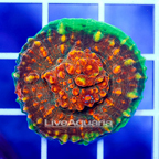 USA Cultured Ultra Chalice Coral (click for more detail)