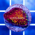 USA Cultured Ultra Chalice Coral (click for more detail)