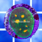 USA Cultured Ultra Chalice Coral (click for more detail)