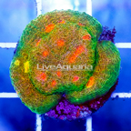 USA Cultured Ultra Chalice Coral (click for more detail)