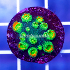 USA Cultured Ultra Cyphastrea Frag (click for more detail)