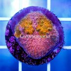 USA Cultured Ultra Chalice Coral (click for more detail)