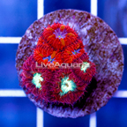 USA Cultured Blastomussa Coral (click for more detail)