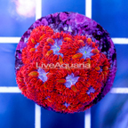 USA Cultured Blastomussa Coral (click for more detail)