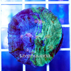 USA Cultured Ultra Chalice Coral (click for more detail)