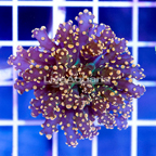 USA Cultured Gold Frogspawn Coral (click for more detail)
