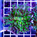 USA Cultured Bicolor Frogspawn Coral (click for more detail)