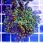 USA Cultured Gold Frogspawn Coral (click for more detail)