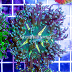 USA Cultured Ultra Frogspawn Coral (click for more detail)