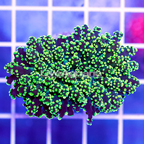 USA Cultured Ultra Frogspawn Coral (click for more detail)