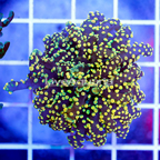 USA Cultured Gold Frogspawn Coral (click for more detail)
