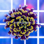 USA Cultured Gold Hammer Coral (click for more detail)