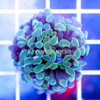 USA Cultured Green Hammer Coral (click for more detail)