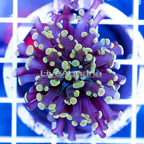 USA Cultured Gold Frogspawn Coral (click for more detail)
