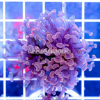 USA Cultured Orange Hammer Coral (click for more detail)