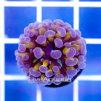 USA Cultured Ultra Hammer Coral (click for more detail)