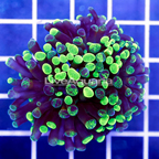 USA Cultured Ultra Hammer Coral (click for more detail)