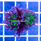 USA Cultured Ultra Hammer Coral (click for more detail)
