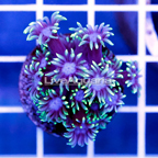 USA Cultured Goniopora Coral (click for more detail)