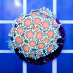 USA Cultured Ultra Goniopora Coral (click for more detail)