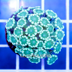 USA Cultured Alveopora Coral (click for more detail)