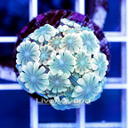 USA Cultured Alveopora Coral (click for more detail)