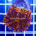 USA Cultured Ricordea Mushrooom (click for more detail)