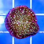 USA Cultured Ultra Chalice Coral (click for more detail)