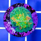 USA Cultured Bounce Chalice Coral (click for more detail)