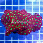Favia Brain Coral Indonesia (click for more detail)