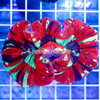 Open Brain Coral Indonesia (click for more detail)