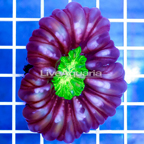 Button Coral Indonesia (click for more detail)