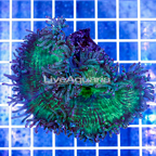 Elegance Coral Indonesia (click for more detail)