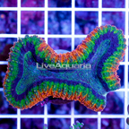 Lobophyllia Coral Indonesia (click for more detail)
