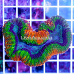 Lobophyllia Coral Indonesia (click for more detail)