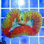 Lobophyllia Coral Indonesia (click for more detail)