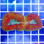 Lobophyllia Coral Indonesia (click for more detail)