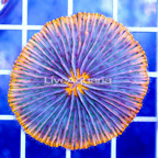 Short Tentacle Plate Coral Indonesia (click for more detail)