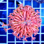 Goniopora Coral Indonesia (click for more detail)