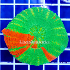 Scolymia Coral Australia (click for more detail)