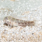 Molly Miller Blenny  (click for more detail)