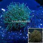 Torch Coral Indonesia (click for more detail)