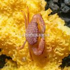 Trapezia Pocillopora/Acropora Crab (click for more detail)